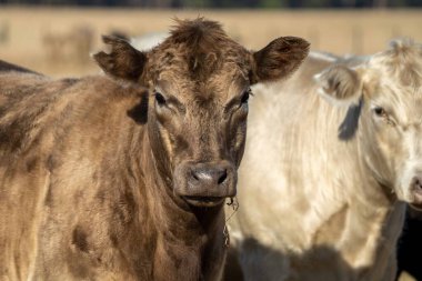 Aygır Angus, wagyu, Murray Grey, Süt ve sığır İnekleri ve Boğalar yaz boyunca çim ve çayırlarda otluyor. Hayvanlar organik ve serbest, Avustralya 'da bir tarım çiftliğinde kuraklık sırasında yetiştiriliyorlar..