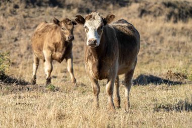 Aygır Angus, wagyu, Murray Grey, Süt ve sığır İnekleri ve Boğalar yaz boyunca çim ve çayırlarda otluyor. Hayvanlar organik ve serbest, Avustralya 'da bir tarım çiftliğinde kuraklık sırasında yetiştiriliyorlar..