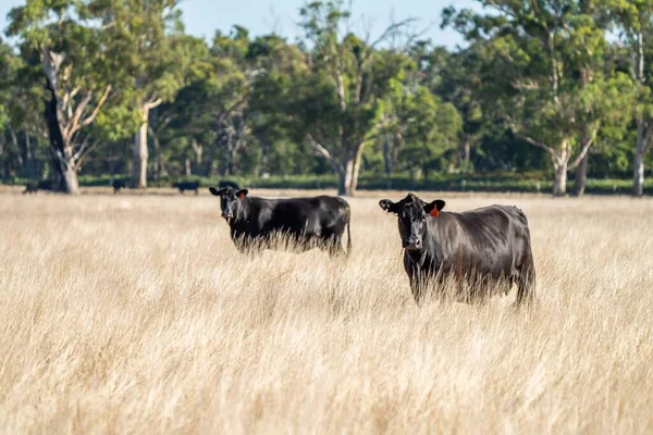Avustralya 'da bir tarlada otlayan damızlık sığır, inek ve buzağılara yakın bir yerde. Sığır türleri arasında benekli park, Murray Grey, Angus, Brangus ve Wagyu yaz aylarında uzun otlaklarda bulunur..