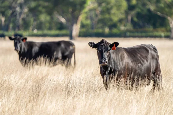 Primer Plano Los Toros Stud Beef Vacas Terneros Pastando Hierba —  Fotos de Stock
