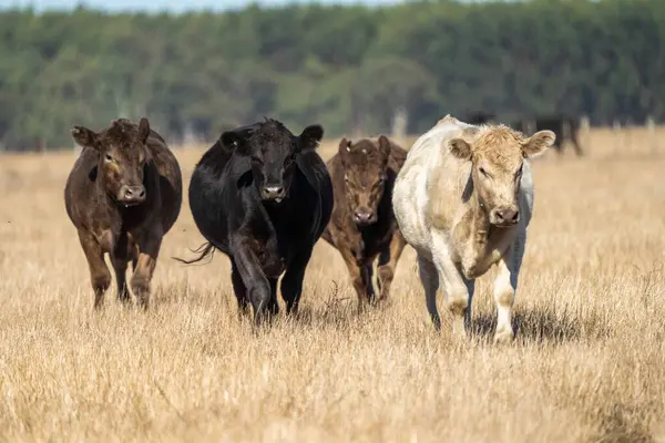 Gros Plan Taureaux Vaches Veaux Boucherie Broutant Herbe Dans Champ — Photo