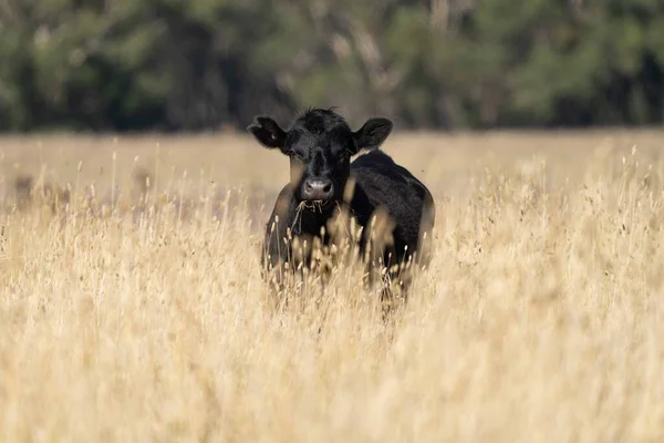 Primer Plano Los Toros Stud Beef Vacas Terneros Pastando Hierba —  Fotos de Stock