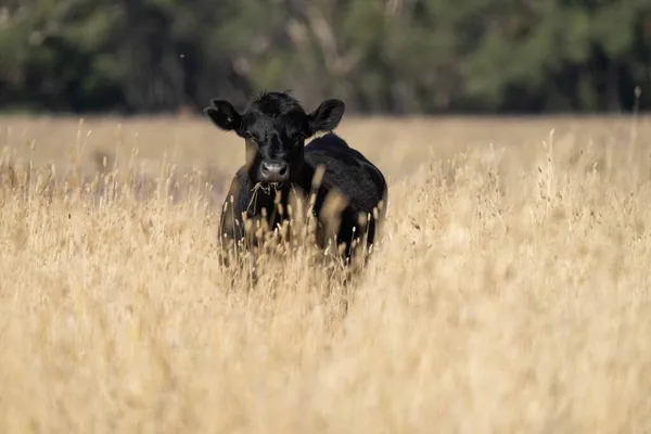 Primer Plano Los Toros Stud Beef Vacas Terneros Pastando Hierba —  Fotos de Stock