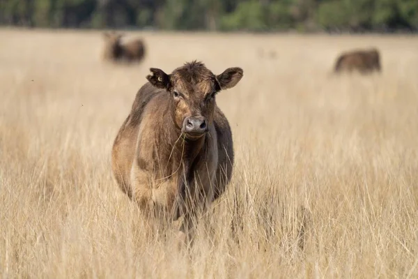오스트레일리아 밭에서 송아지등을 가까이 수있다 Breeds Cattle Include Speckled Park — 스톡 사진