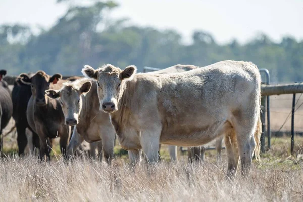 Gros Plan Taureaux Vaches Veaux Boucherie Broutant Herbe Dans Champ — Photo