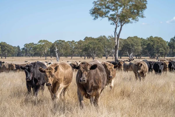 Close Touros Stud Beef Vacas Bezerros Pastando Grama Campo Austrália — Fotografia de Stock