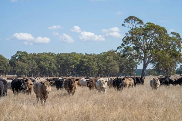 Primer Plano Los Toros Stud Beef Vacas Terneros Pastando Hierba —  Fotos de Stock