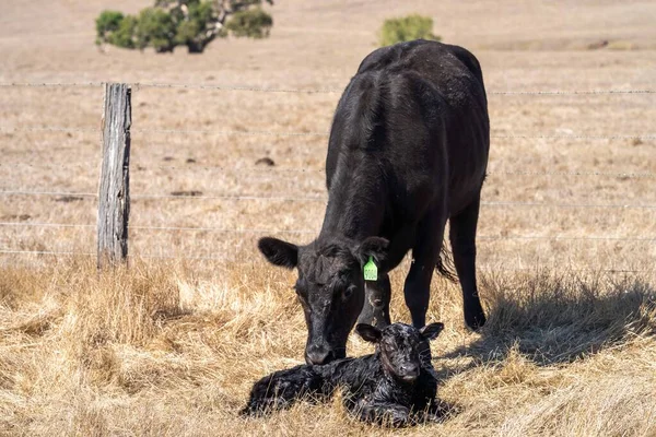 Close Stud Beef Bulls Cows Calves Grazing Grass Field Australia — Stock Photo, Image
