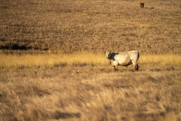 Close Stud Beef Bulls Cows Calves Grazing Grass Field Australia — Stock Photo, Image