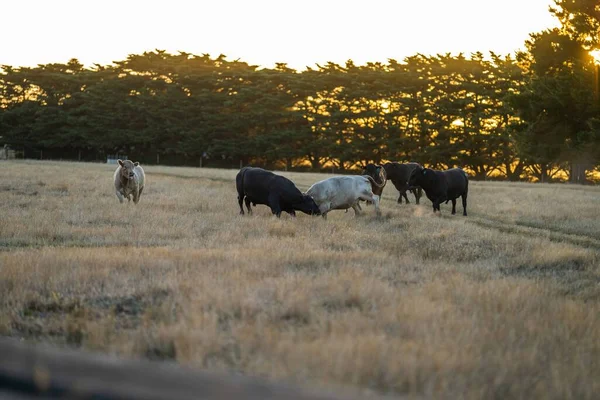 牛や牛 子牛が畑の芝生で放牧されています 牛の品種には夏の長い牧草地の上に斑点のある公園 マレーグレー アンガス ブランガス 和牛などがあります — ストック写真