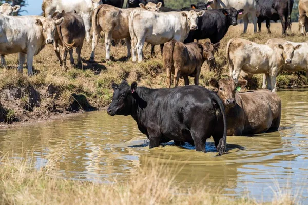 Großaufnahme Von Stud Beef Bullen Kühen Und Kälbern Die Auf — Stockfoto