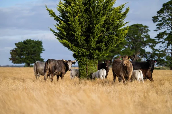 Close up of Stud Beef bulls and cows grazing on dry grass in a field, in Australia, during a drought. In summer eating hay and silage. breeds include speckled park, murray grey, angus, brangus and wagyu.