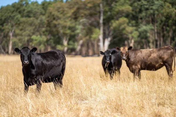 Під Час Посухи Корови Буйволи Пасуться Сухій Траві Австралії Влітку — стокове фото
