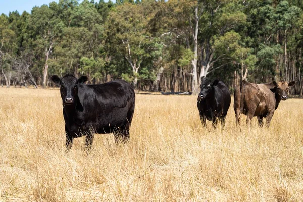 Avustralya 'da bir tarlada, kuraklık sırasında kuru otlar üzerinde otlayan damızlık sığır ve sığırlara yakın bir yerde. Yazın saman ve tohum yiyorum. Türleri arasında benekli park, Murray Grey, Angus, Brangus ve Wagyu bulunur..