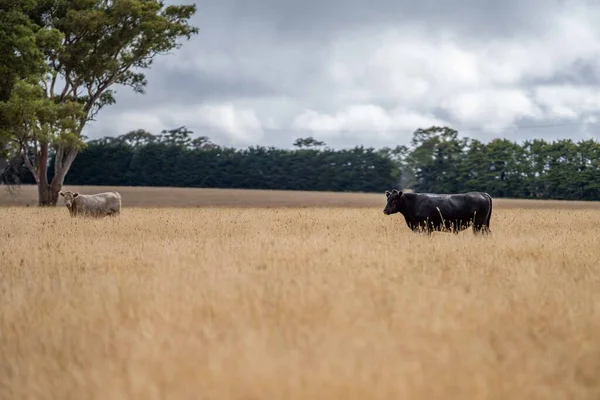 Close up of Stud Beef bulls and cows grazing on dry grass in a field, in Australia, during a drought. In summer eating hay and silage. breeds include speckled park, murray grey, angus, brangus and wagyu.