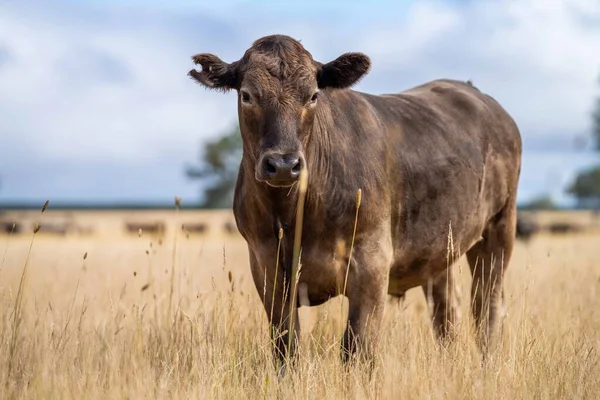 Крупный План Стад Говядины Быков Коров Пасущихся Сухой Траве Поле — стоковое фото