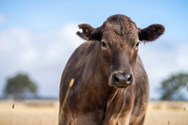 Primer Plano Los Toros Stud Beef Las Vacas Que Pastan — Foto de Stock