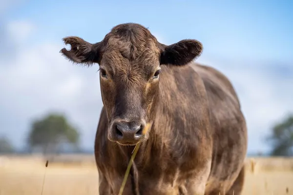 Close Touros Stud Beef Vacas Pastando Grama Seca Campo Austrália — Fotografia de Stock