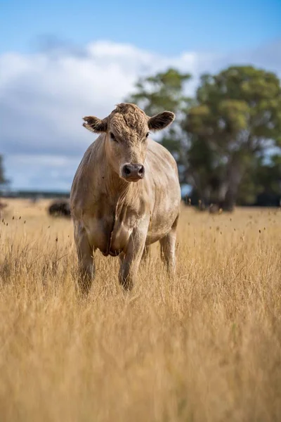 Sluiten Van Stieren Van Stud Beef Koeien Grazen Droog Gras — Stockfoto