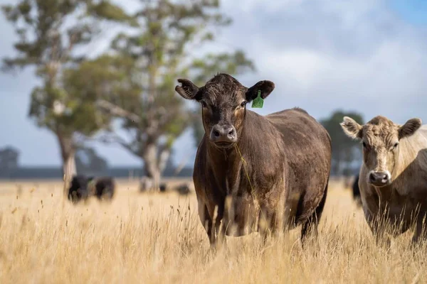 Close up of Stud Beef bulls and cows grazing on dry grass in a field, in Australia, during a drought. In summer eating hay and silage. breeds include speckled park, murray grey, angus, brangus and wagyu.