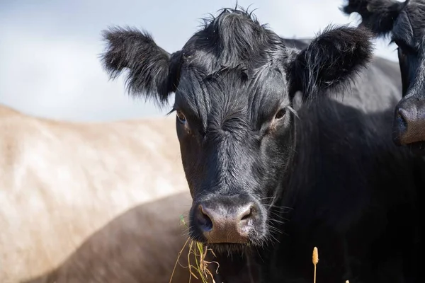 Close Touros Stud Beef Vacas Pastando Grama Seca Campo Austrália — Fotografia de Stock