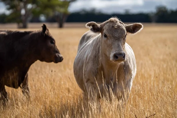 Sluiten Van Stieren Van Stud Beef Koeien Grazen Droog Gras — Stockfoto