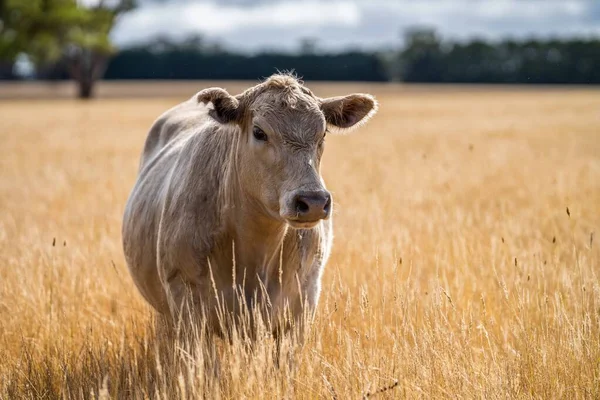 Sluiten Van Stieren Van Stud Beef Koeien Grazen Droog Gras — Stockfoto