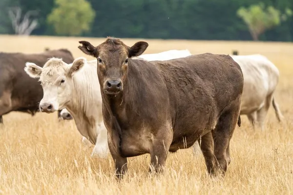 Close Touros Stud Beef Vacas Pastando Grama Seca Campo Austrália — Fotografia de Stock