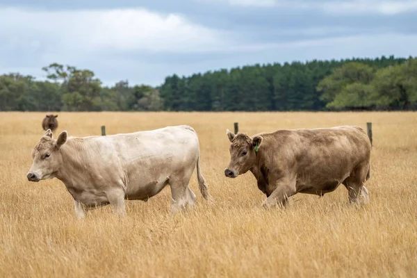 Gros Plan Taureaux Vaches Boucherie Broutant Sur Herbe Sèche Dans — Photo