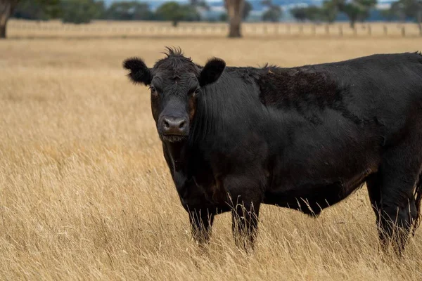 Avustralya 'da bir tarlada, kuraklık sırasında kuru otlar üzerinde otlayan damızlık sığır ve sığırlara yakın bir yerde. Yazın saman ve tohum yiyorum. Türleri arasında benekli park, Murray Grey, Angus, Brangus ve Wagyu bulunur..