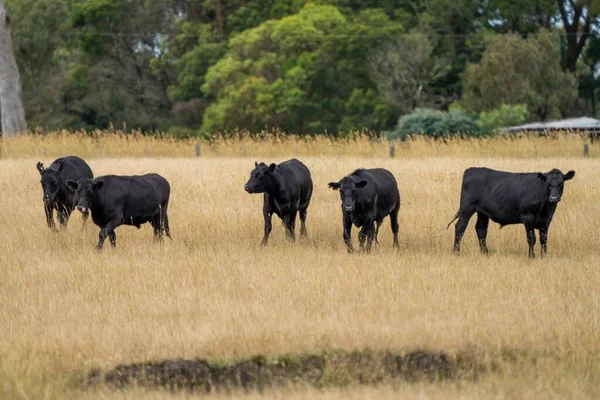 Avustralya 'da bir tarlada, kuraklık sırasında kuru otlar üzerinde otlayan damızlık sığır ve sığırlara yakın bir yerde. Yazın saman ve tohum yiyorum. Türleri arasında benekli park, Murray Grey, Angus, Brangus ve Wagyu bulunur..