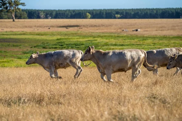 Hřebec Angus Wagyu Murray Grey Mléko Hovězí Krávy Býci Pasoucí — Stock fotografie