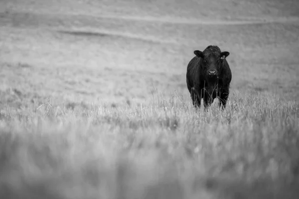 Aygır Angus Wagyu Murray Grey Süt Sığır Nekleri Boğalar Yaz — Stok fotoğraf