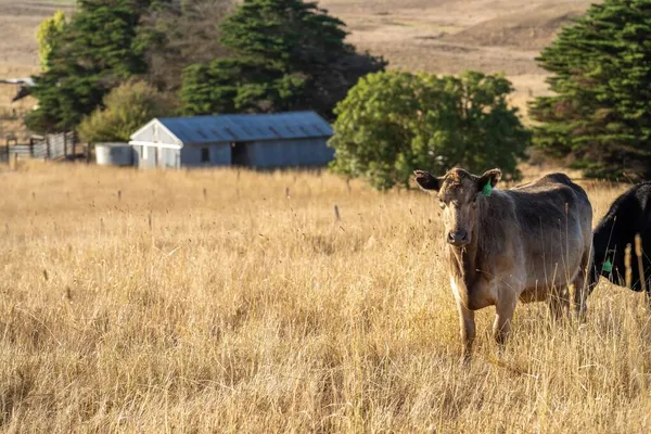 Aygır Angus, wagyu, Murray Grey, Süt ve sığır İnekleri ve Boğalar yaz boyunca çim ve çayırlarda otluyor. Hayvanlar organik ve serbest, Avustralya 'da bir tarım çiftliğinde kuraklık sırasında yetiştiriliyorlar..