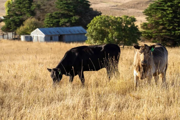 Stud Angus Wagyu Murray Cinza Laticínios Vaca Vacas Touros Pastando — Fotografia de Stock