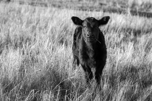 Жеребец Ангус Вагью Мюррей Грей Молочные Говяжьи Коровы Быки Пасутся — стоковое фото