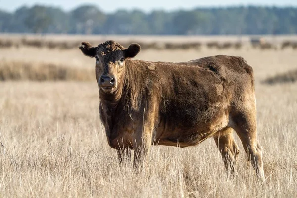 Stud Angus Wagyu Murray Cinza Laticínios Vaca Vacas Touros Pastando — Fotografia de Stock