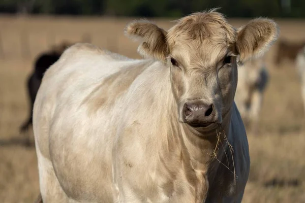 Aygır Angus Wagyu Murray Grey Süt Sığır Nekleri Boğalar Yaz — Stok fotoğraf