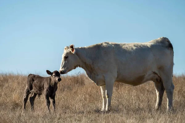 Жеребец Ангус Вагью Мюррей Грей Молочные Говяжьи Коровы Быки Пасутся — стоковое фото