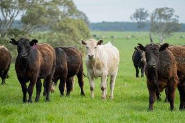 Avustralya 'da bir tarlada otlayan damızlık sığır, inek ve buzağılara yakın bir yerde. Sürü türleri arasında benekli park, Murray Grey, Angus, Brangus ve Wagyu bahar ve yaz otlaklarında bulunur..