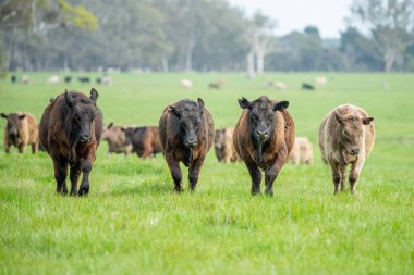 Avustralya 'da bir tarlada otlayan damızlık sığır, inek ve buzağılara yakın bir yerde. Sürü türleri arasında benekli park, Murray Grey, Angus, Brangus ve Wagyu bahar ve yaz otlaklarında bulunur..