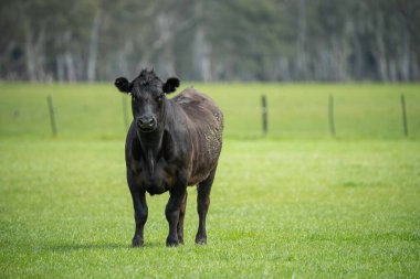 Avustralya 'da bir tarlada otlayan damızlık sığır, inek ve buzağılara yakın bir yerde. Sürü türleri arasında benekli park, Murray Grey, Angus, Brangus ve Wagyu bahar ve yaz otlaklarında bulunur..