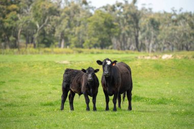 Avustralya 'da otlanan sığır ve buzağılar. Saman ve tohum yiyorlar. Türleri arasında benekli park, murray grisi, angus, brangus ve süt inekleri yer almaktadır..