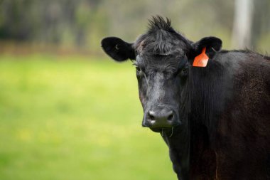 Avustralya 'da otlanan sığır ve buzağılar. Saman ve tohum yiyorlar. Türleri arasında benekli park, murray grisi, angus, brangus ve süt inekleri yer almaktadır..