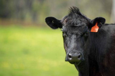 Avustralya 'da otlanan sığır ve buzağılar. Saman ve tohum yiyorlar. Türleri arasında benekli park, murray grisi, angus, brangus ve süt inekleri yer almaktadır..