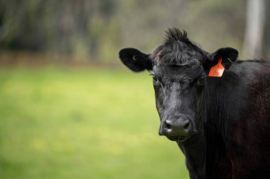 Avustralya 'da otlanan sığır ve buzağılar. Saman ve tohum yiyorlar. Türleri arasında benekli park, murray grisi, angus, brangus ve süt inekleri yer almaktadır..