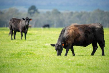 Beef cows and calves grazing on grass in Australia. Eating hay and silage. breeds include speckled park, murray grey, angus, brangus and dairy cows. clipart