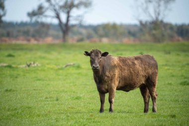 Avustralya 'da otlanan sığır ve buzağılar. Saman ve tohum yiyorlar. Türleri arasında benekli park, murray grisi, angus, brangus ve süt inekleri yer almaktadır..