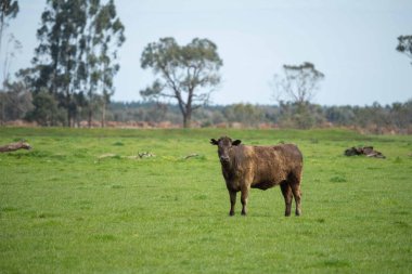 Avustralya 'da otlanan sığır ve buzağılar. Saman ve tohum yiyorlar. Türleri arasında benekli park, murray grisi, angus, brangus ve süt inekleri yer almaktadır..