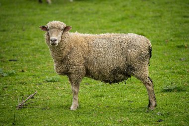Merino koyunu, Yeni Zelanda ve Avustralya 'da otluyor ve yiyor.